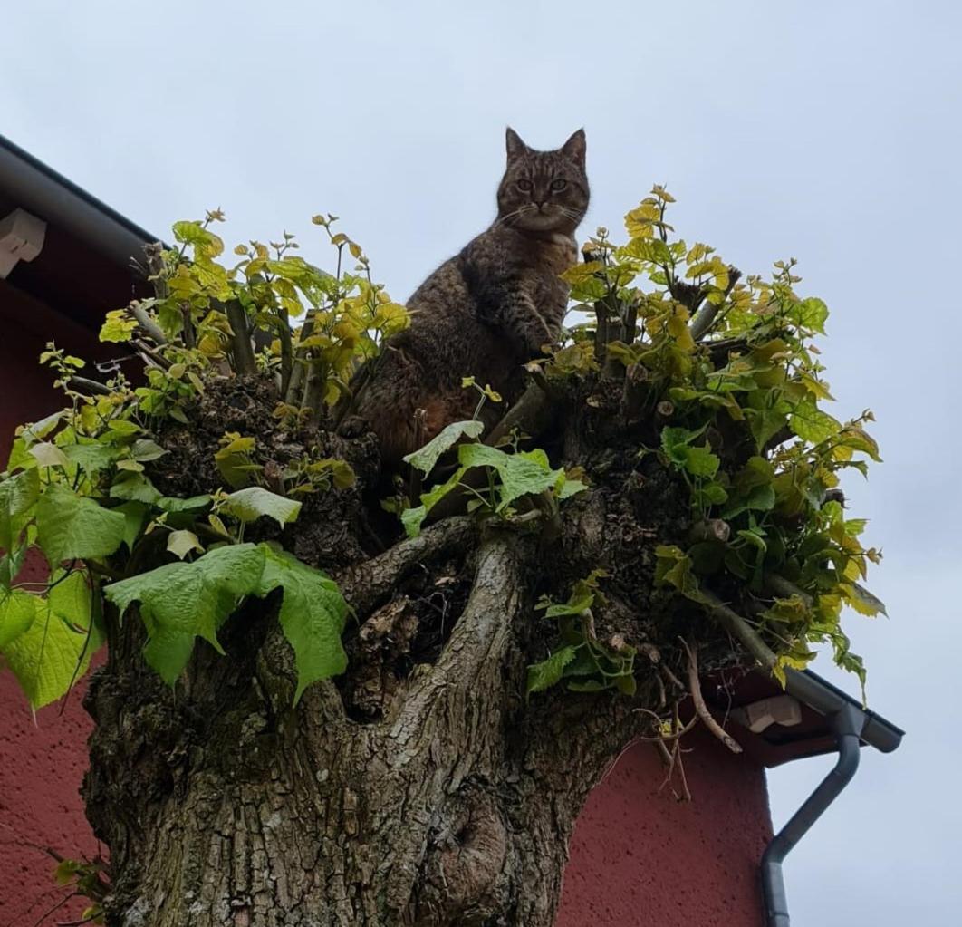 Gaststätte und Ferienhof Zu den Linden Kratzeburg Exterior foto